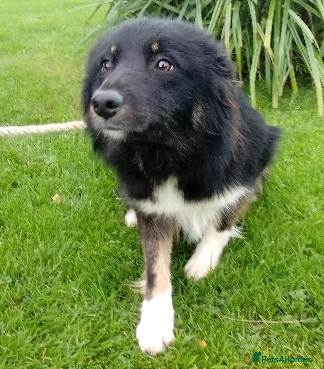 Border Collie dogs for sale: Bec, 'failed' working dog - Advert 1