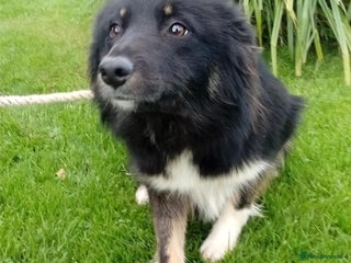 Border Collie dogs Bec, 'failed' working dog - Advert 8