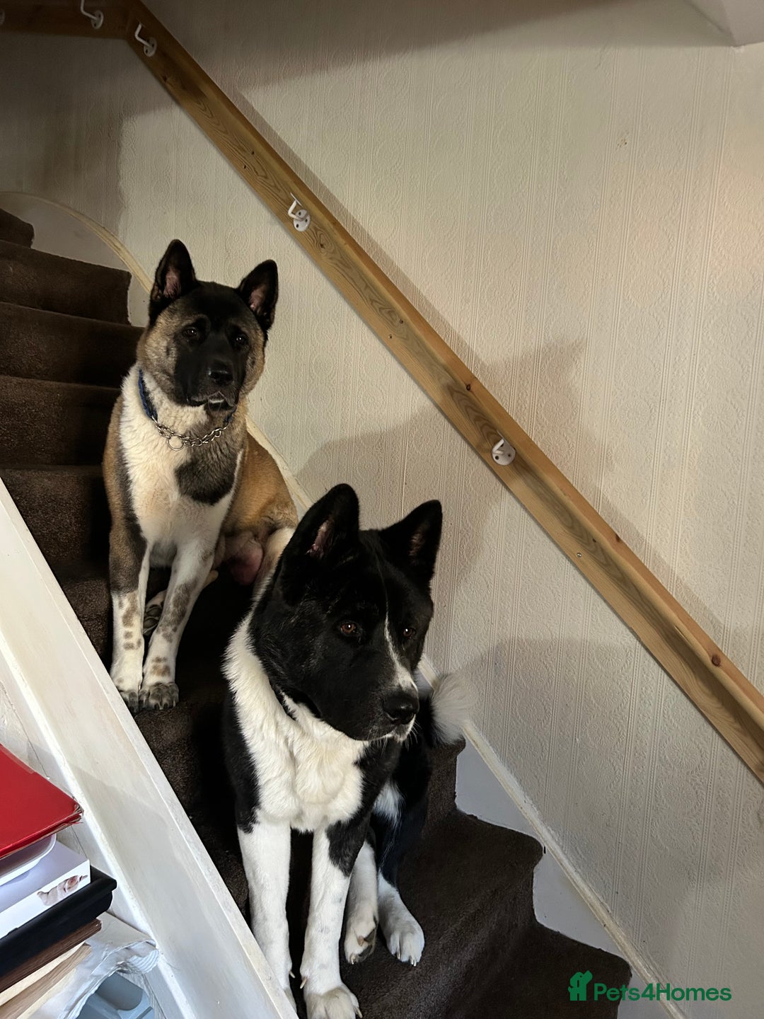 Akita dogs for sale: Akita Puppies for Sale - Advert 22