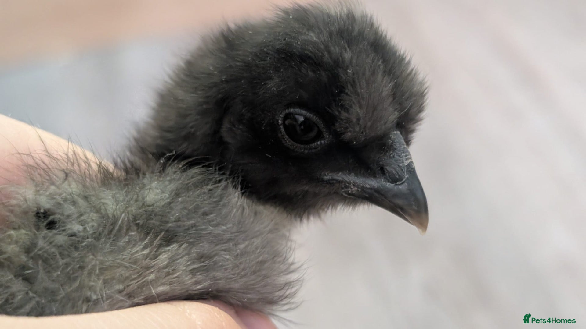 Chickens poultry Beautiful full breed silkie chickens  - Advert 4