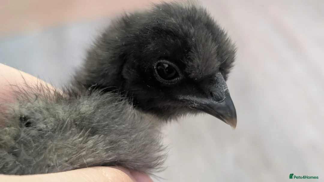 Chickens poultry for sale: Beautiful full breed silkie chickens  - Advert 1