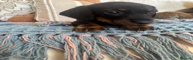 Miniature Dachshund 2