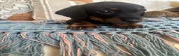 Miniature Dachshund dogs for sale: Miniature dachshunds for sale in Witney - Advert 14