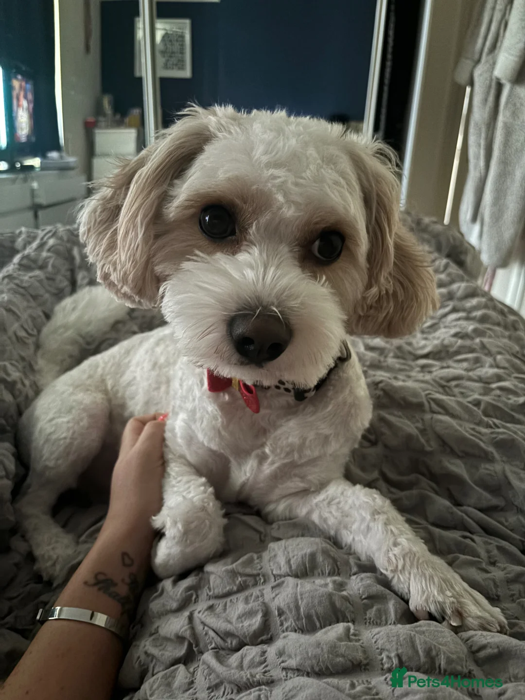 Cavachon dogs for sale: Bryn the Cavachon in Dudley - Advert 2