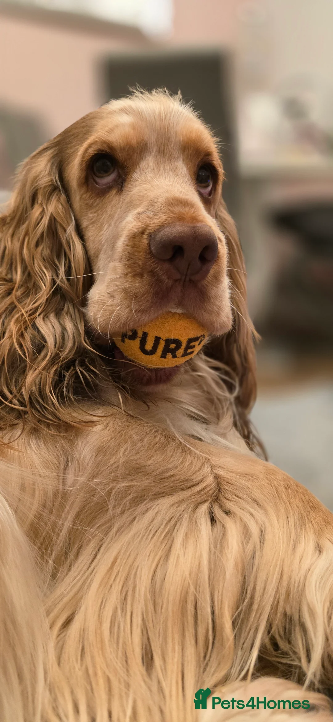 Cocker Spaniel dogs for stud: Proven Track Record Cocker Spaniel Stud - Advert 3