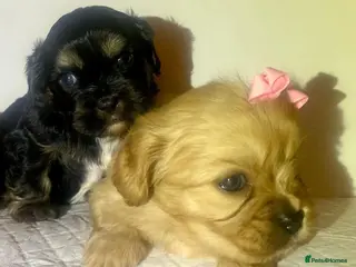 Shih Tzu dogs Imperial shih tzu - Advert 14