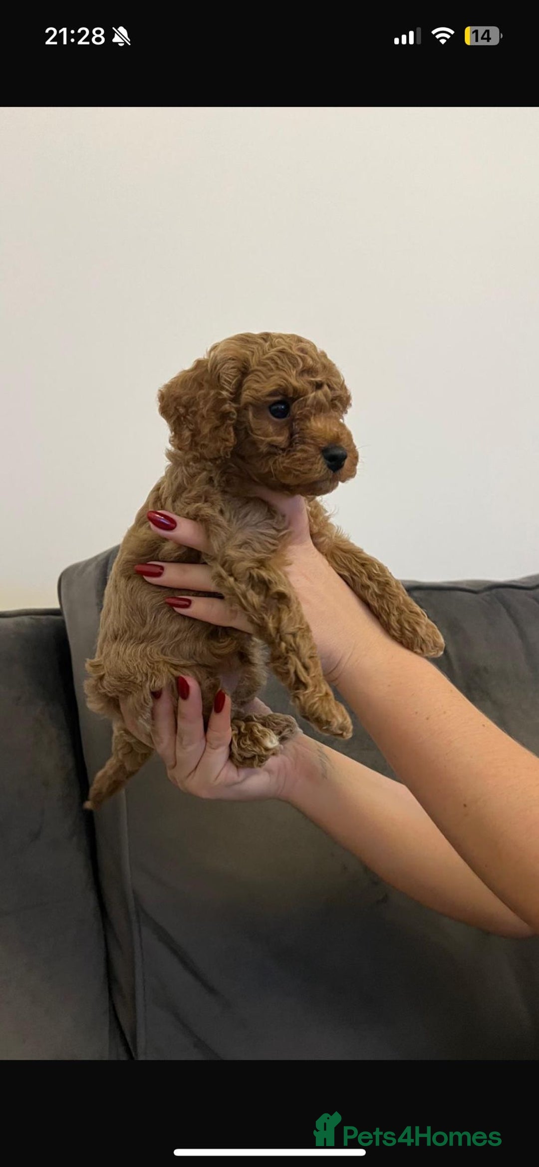 Poochon dogs for sale: STUNNING POOCHON - Image 10