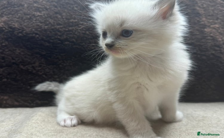 Ragdoll cats - Advert 4