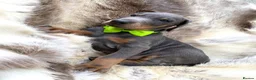 Dobermann dogs for sale: *KC REGISTERED* HEALTH TESTED DOBERMAN PUPPIES* - Advert 21