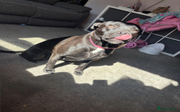 Staffordshire Bull Terrier dogs for sale: Staffy girl nearly 2 years old  - Image 1