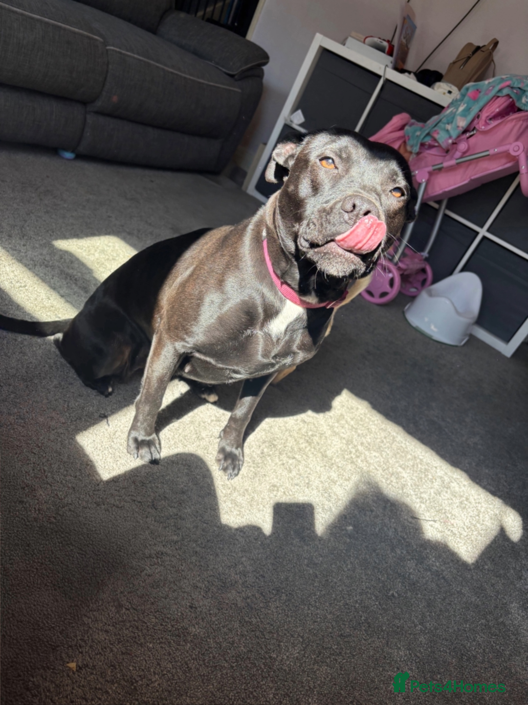 Staffordshire Bull Terrier dogs for sale: Staffy girl nearly 2 years old  - Image 1
