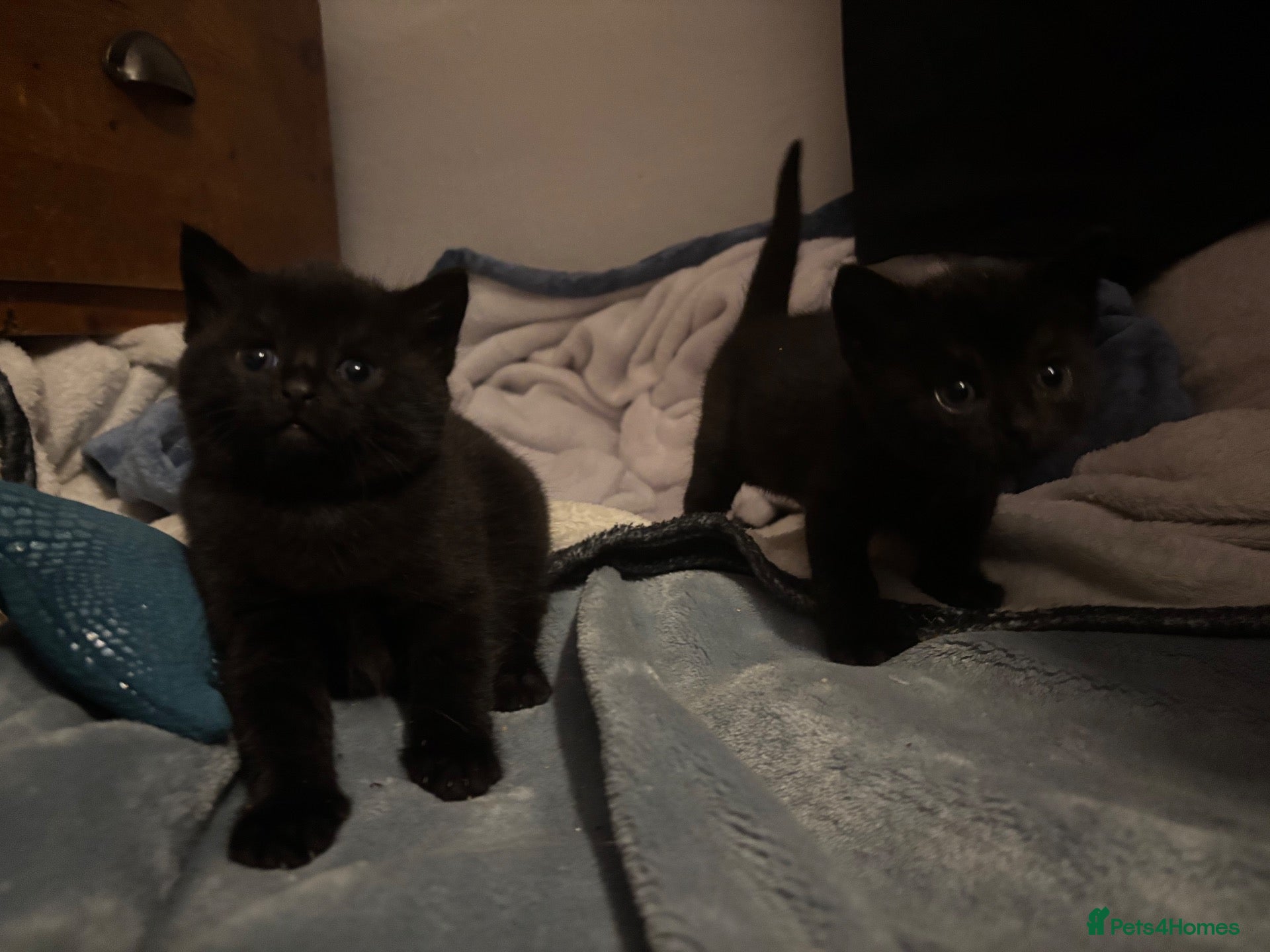 Mixed Breed cats two full black beautiful babies for sale  - Advert 2