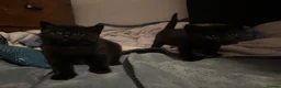 Mixed Breed cats for sale: two full black beautiful babies for sale  - Advert 1