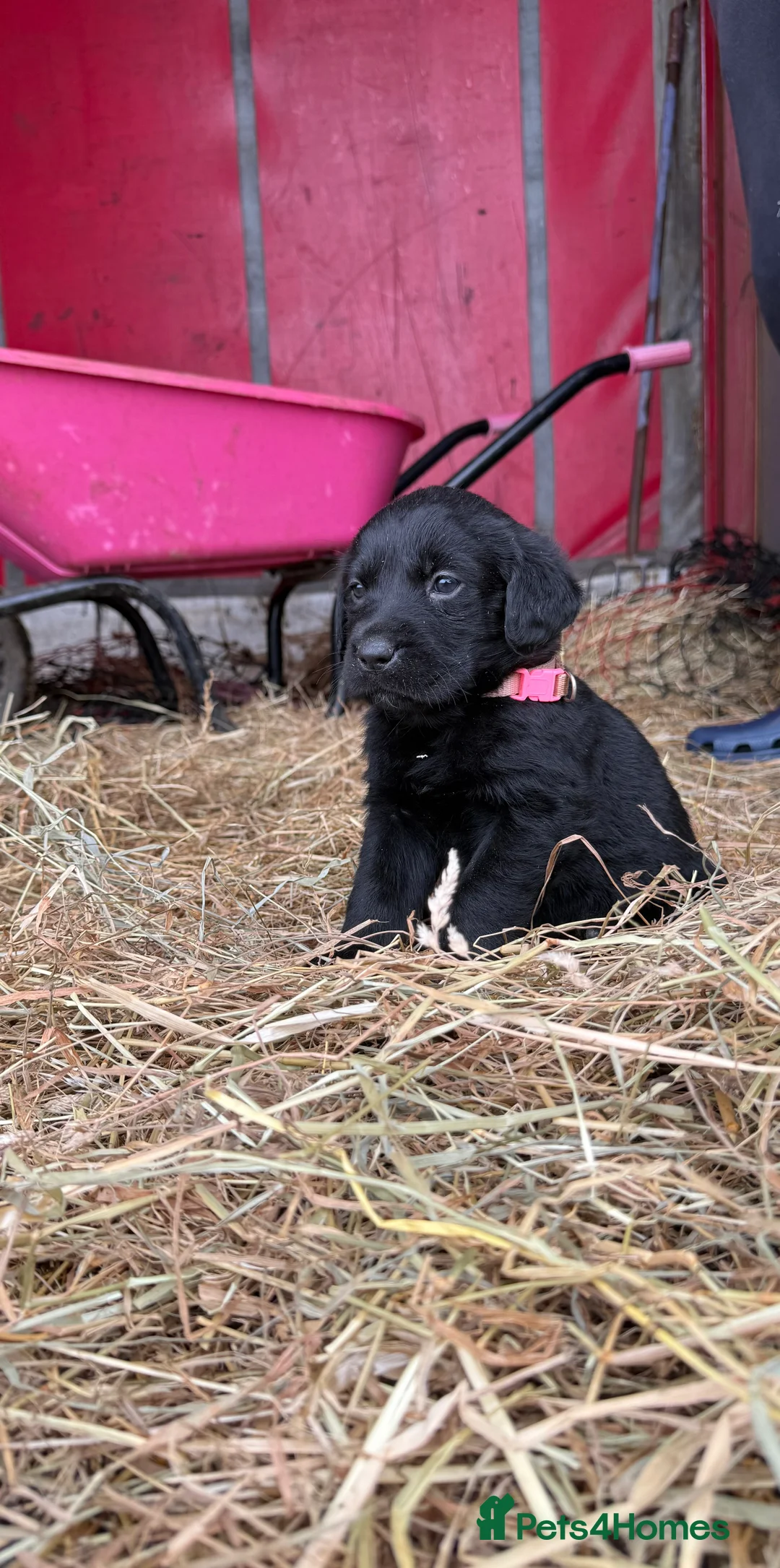 Labrador Retriever dogs for sale: Labrador retriever pups for sale black and gold X in Newark - Advert 14