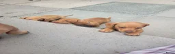 Miniature Dachshund dogs for sale: Beautiful Minature Dachsund's for sale - Advert 7