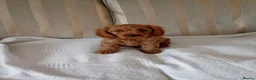 Cavapoo dogs for sale: Cavapoo  in Hull - Advert 2