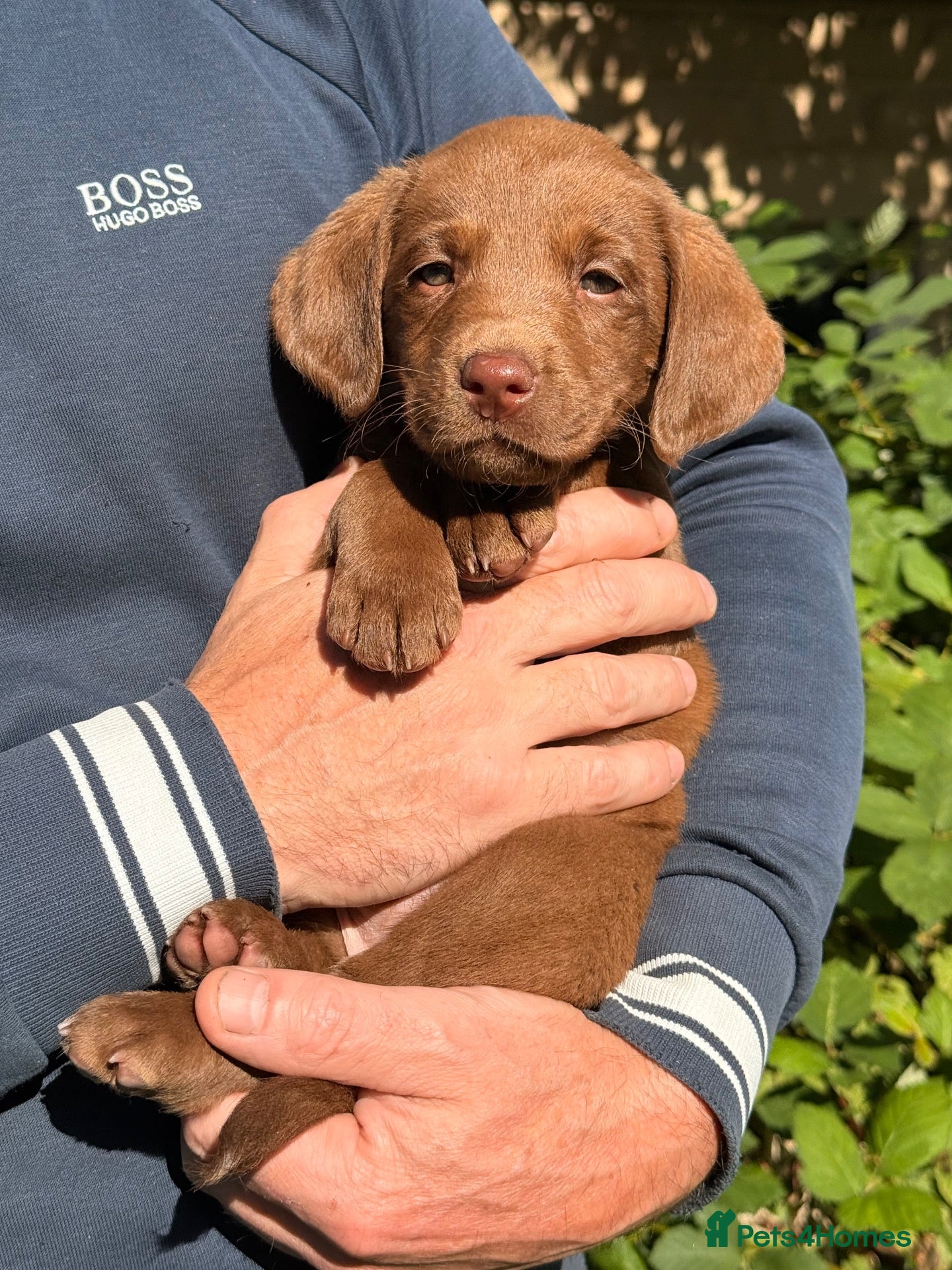 Labrador Retriever dogs Beautiful Working Labrador Puppies ready now! - Advert 1