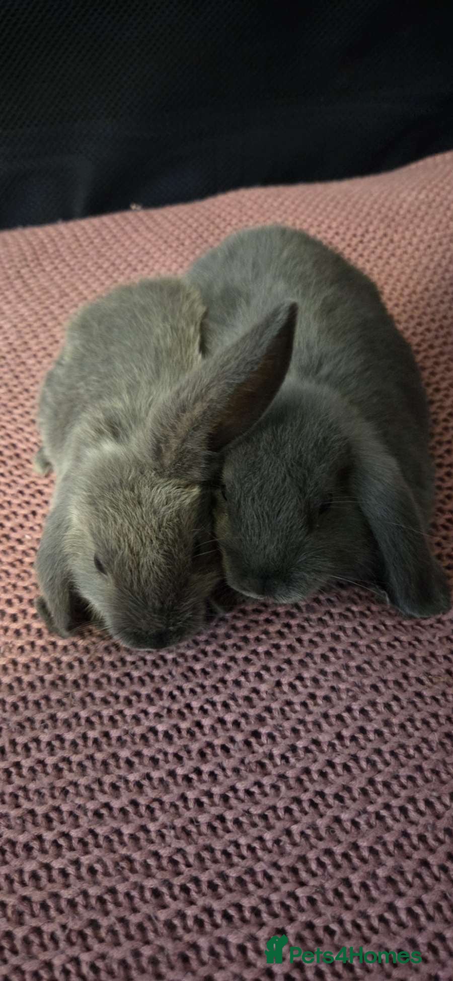 Mini Lop rabbits 2 female mini lop left  - Advert 21
