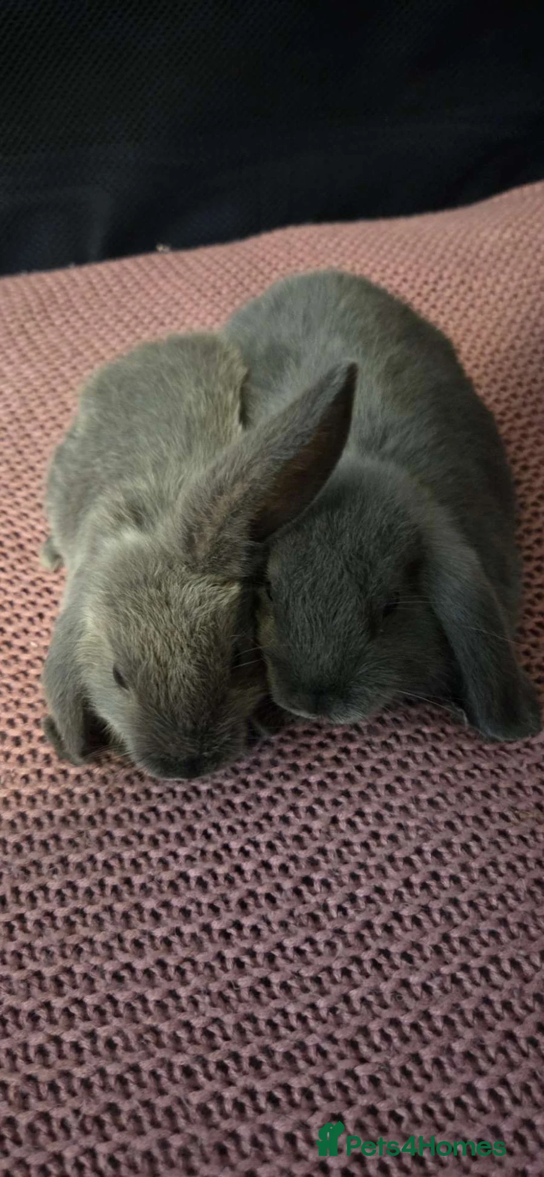 Mini Lop rabbits for sale: 1 male mini lop left  - Advert 1