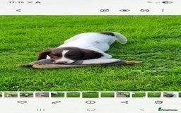 English Springer Spaniel dogs for sale: English springer spaniels  - Image 4