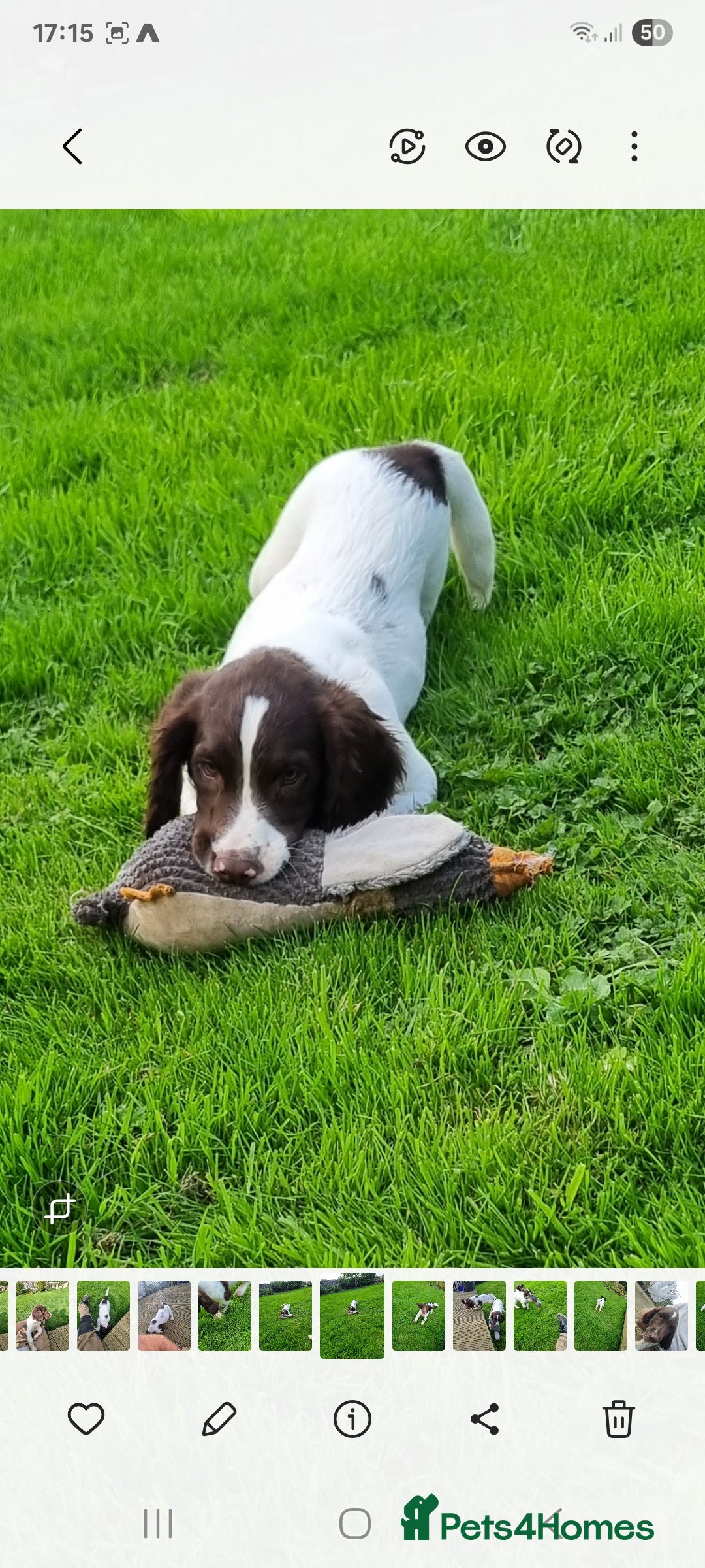 English Springer Spaniel dogs for sale: English springer spaniels  - Image 4