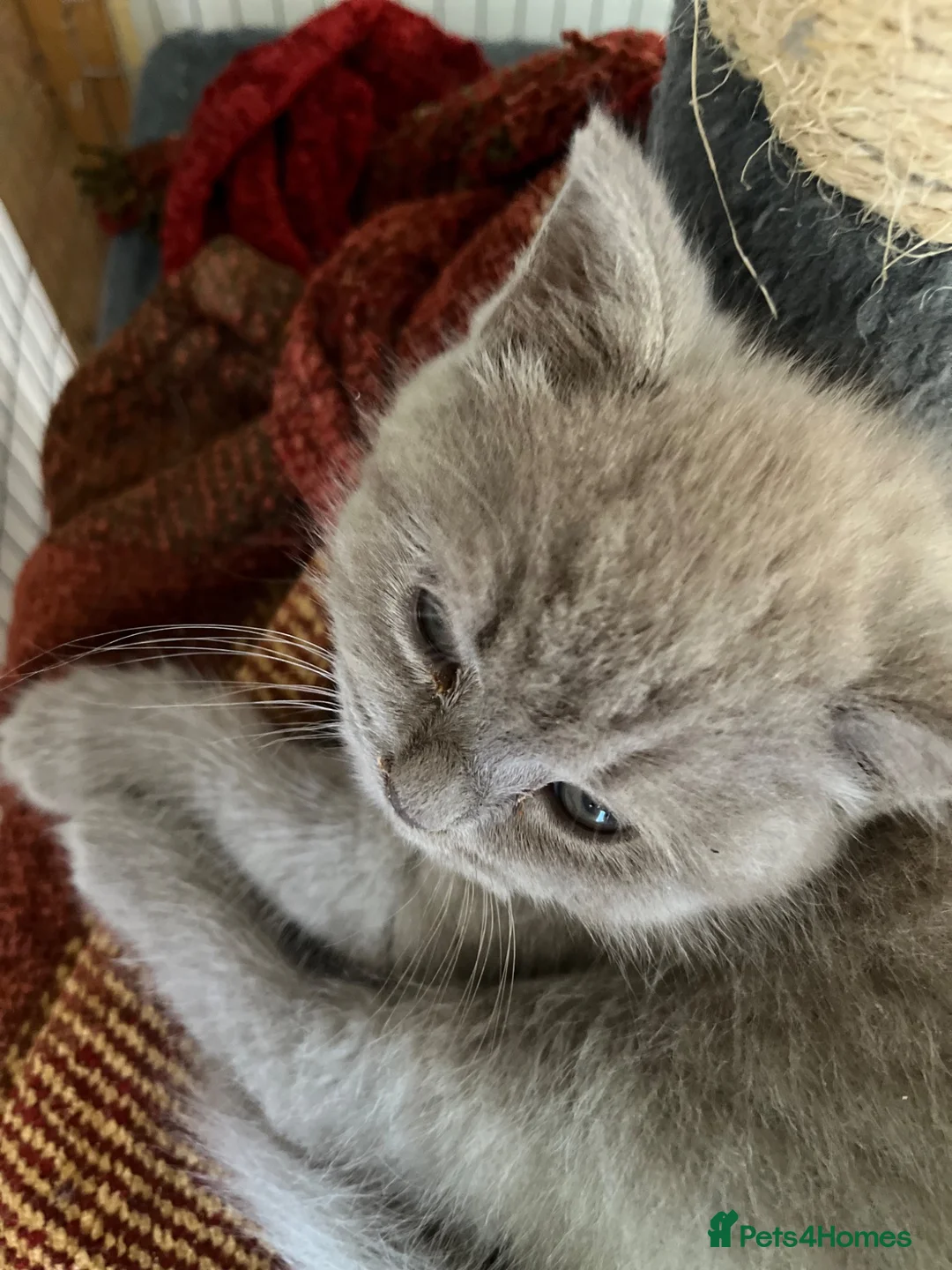 British Shorthair cats for sale: 2 boy kittens - Advert 11