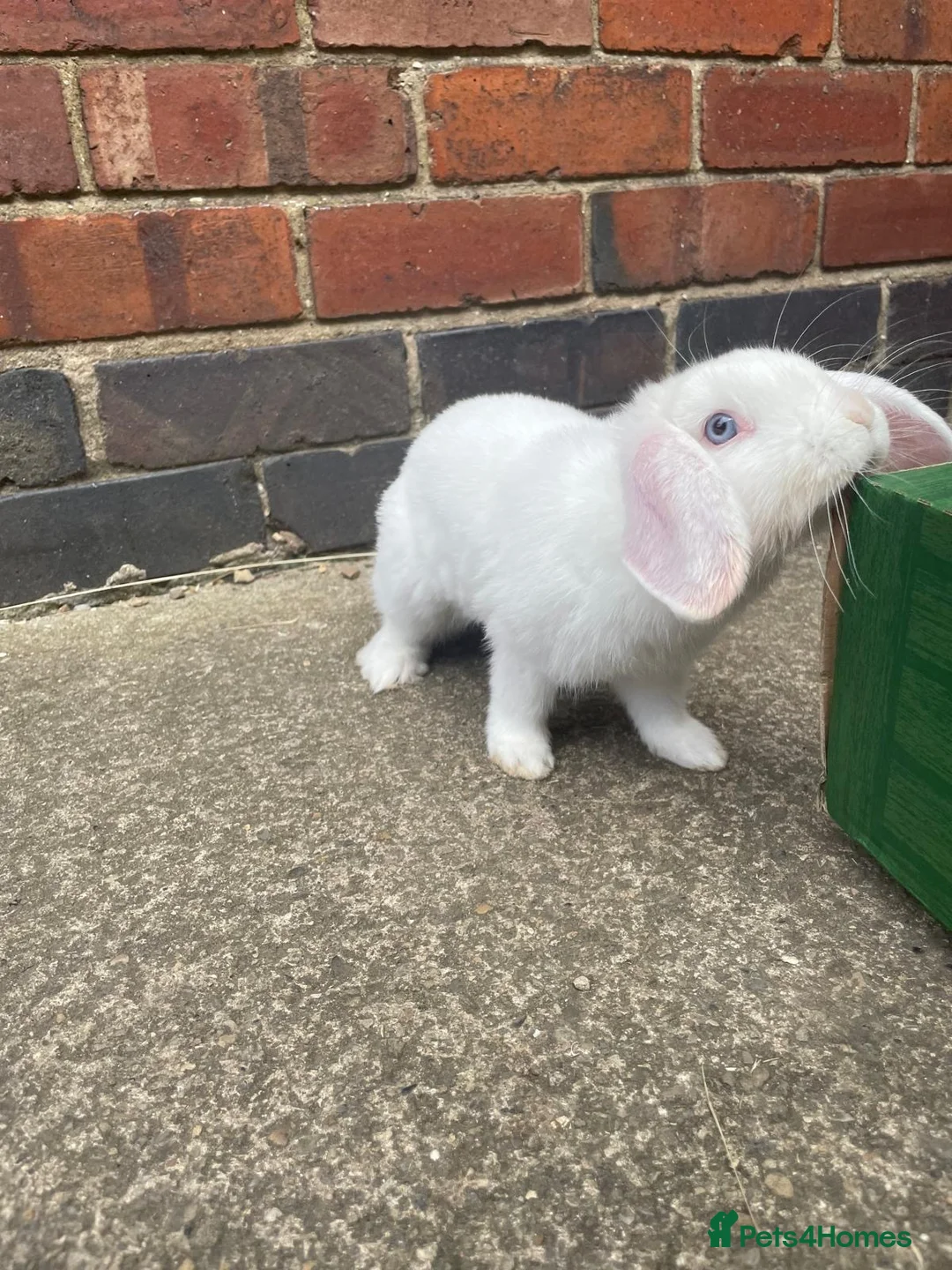 Mini Lop rabbits for sale: CUTE white rabbit - Advert 2