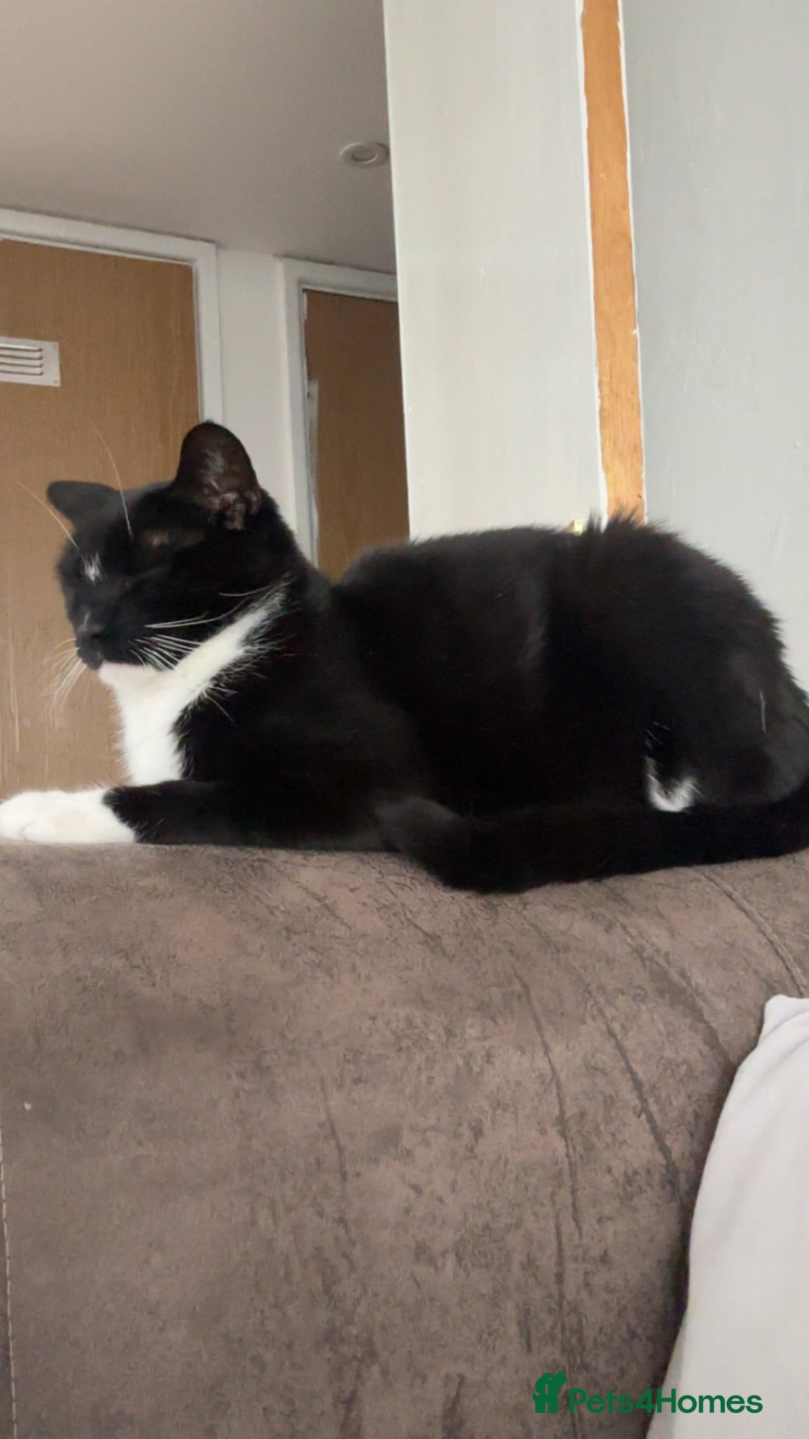 Mixed Breed cats cozmo 2 years old  - Advert 2