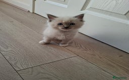 Ragdoll cats for sale: Stunning Ragdoll kittens  - Image 19
