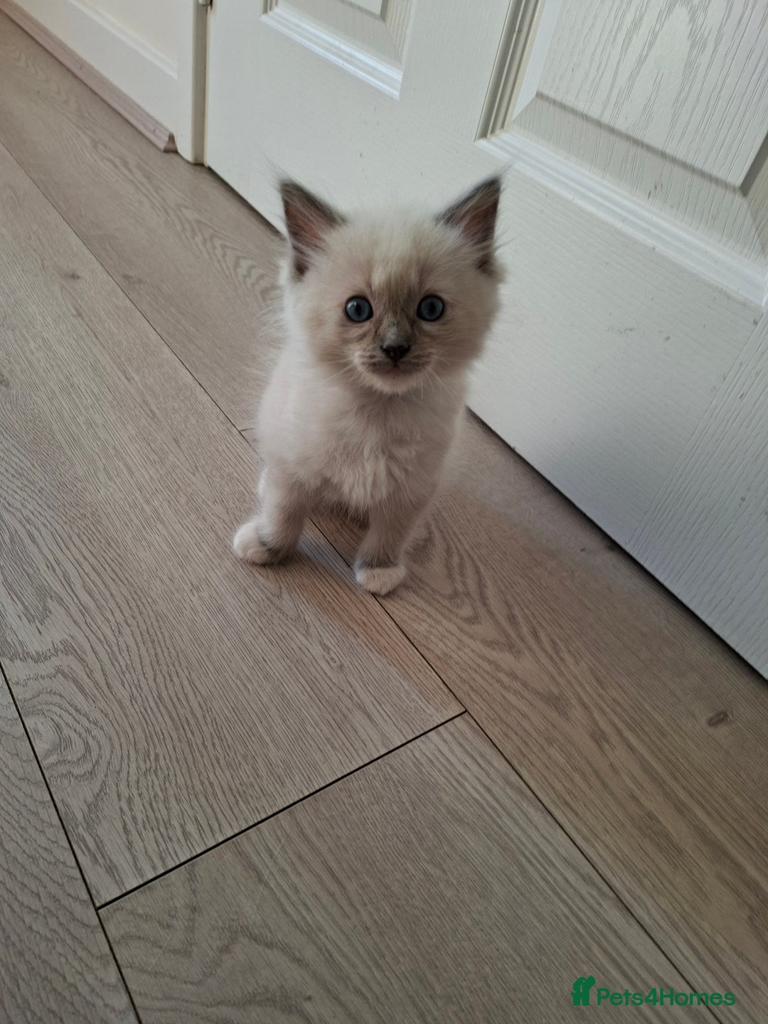 Ragdoll cats for sale: Stunning Ragdoll kittens  - Image 19