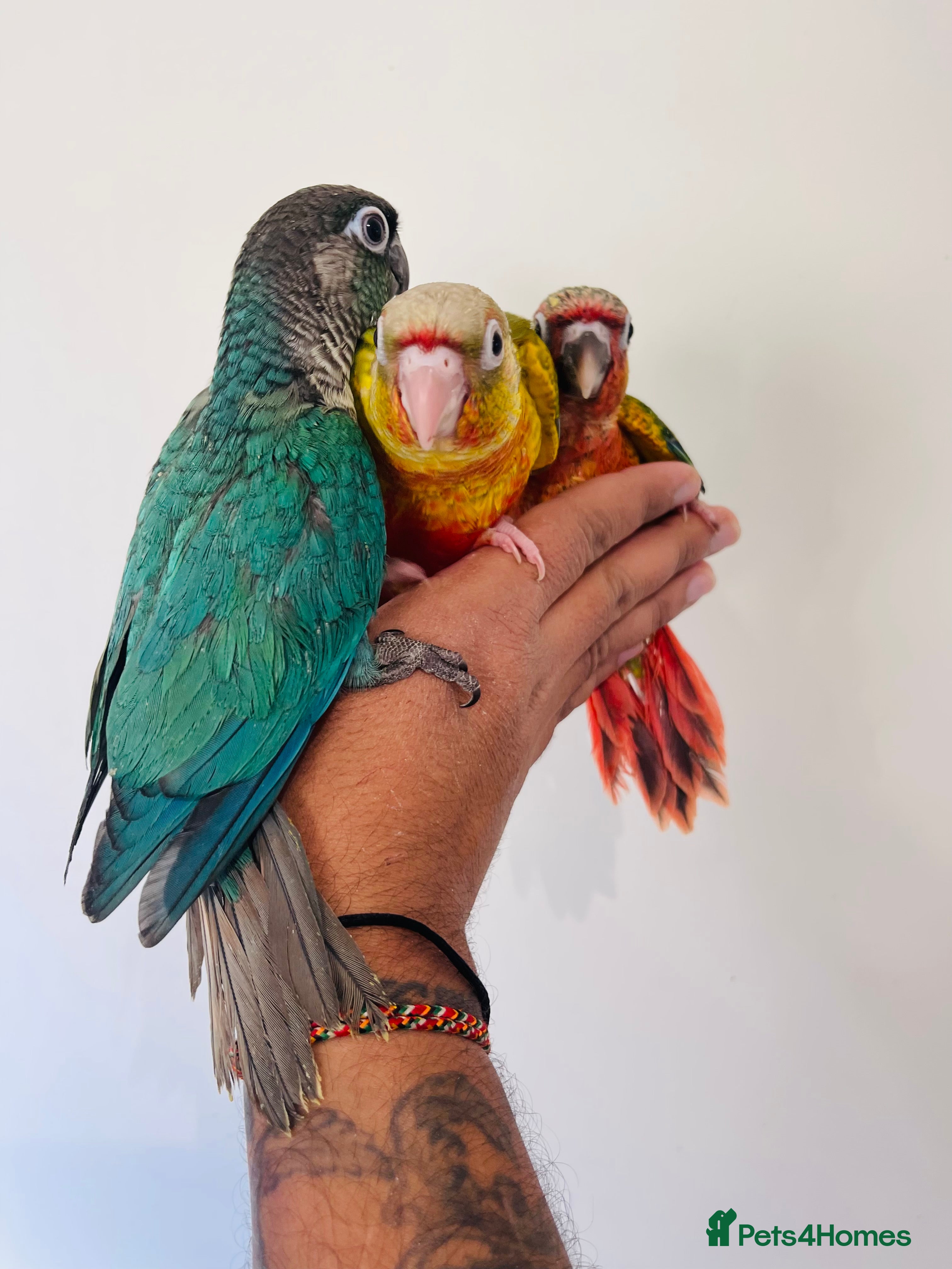 Conures birds Hand reared conures for sale  - Advert 1