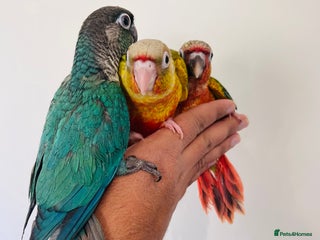Conures birds Hand reared conures for sale - Advert 1