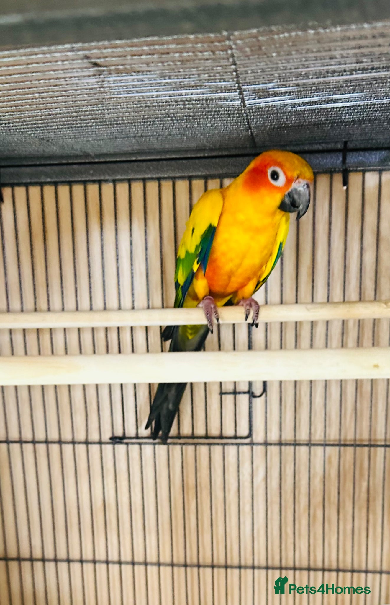 Conures birds Stunning sun Conures - Advert 11