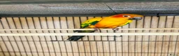 Conures birds for sale: Stunning sun Conures - Advert 1