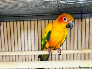 Conures birds Stunning sun Conures - Advert 11