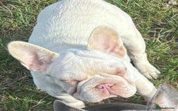 French Bulldog dogs for sale: French Bulldog Puppies, pink and fluffy carriers - Image 21