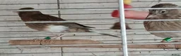 Canaries birds for sale: Canaries Canaries  - Advert 9