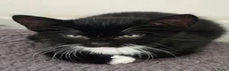 Mixed Breed cats for sale: Gorgeous black and white kitten for sale  in Leicester - Advert 2