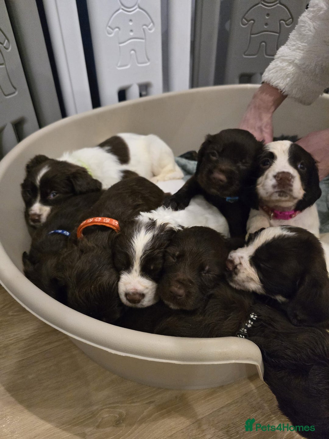 Sprocker dogs for sale: Sprocker Puppies - Advert 12