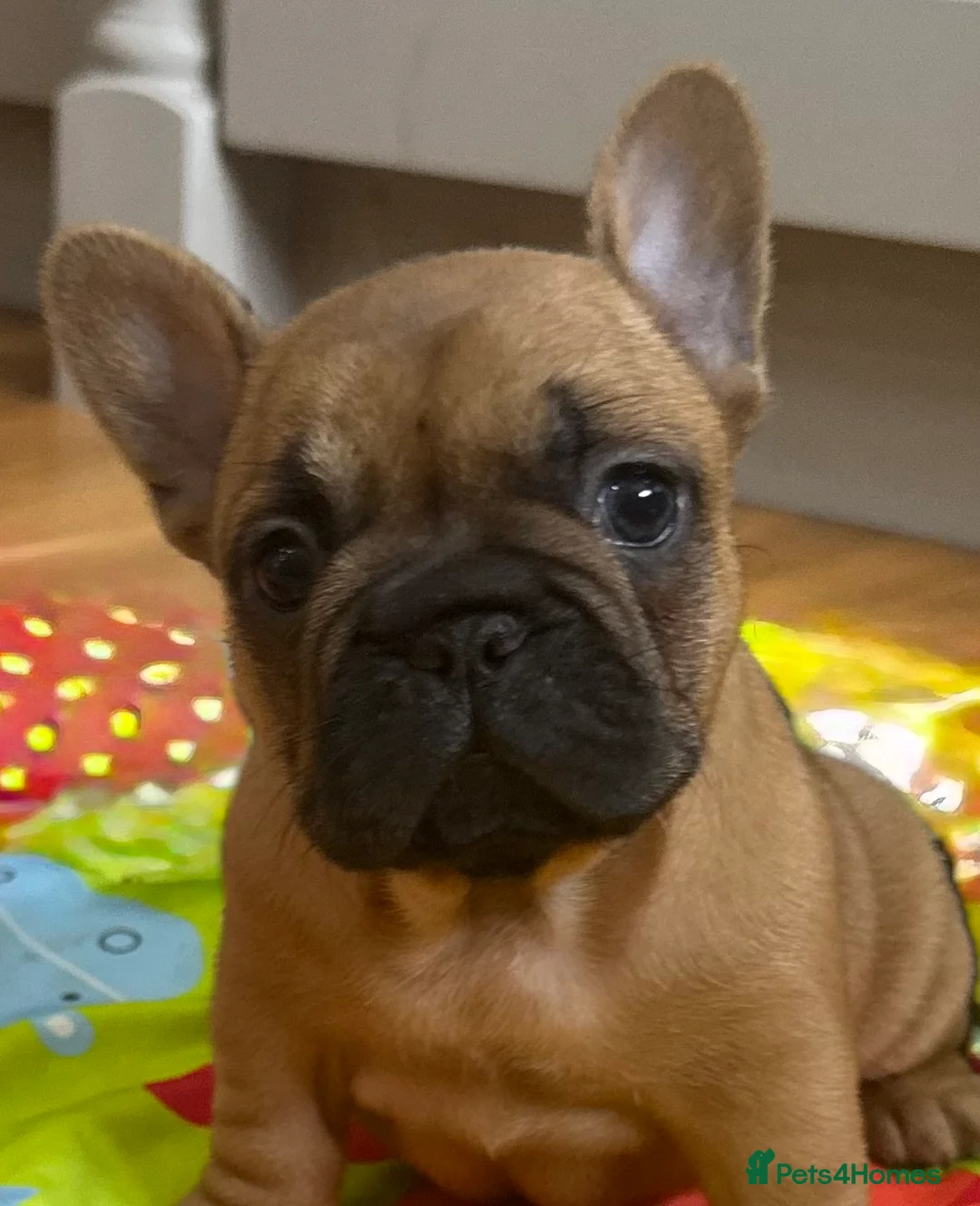 French Bulldog dogs for sale: Beautiful KC Reg puppies available  - Advert 1