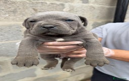 Cane Corso dogs for sale: Top Quality Purebred 8 Blue Cane Corso Puppies  - Advert 13