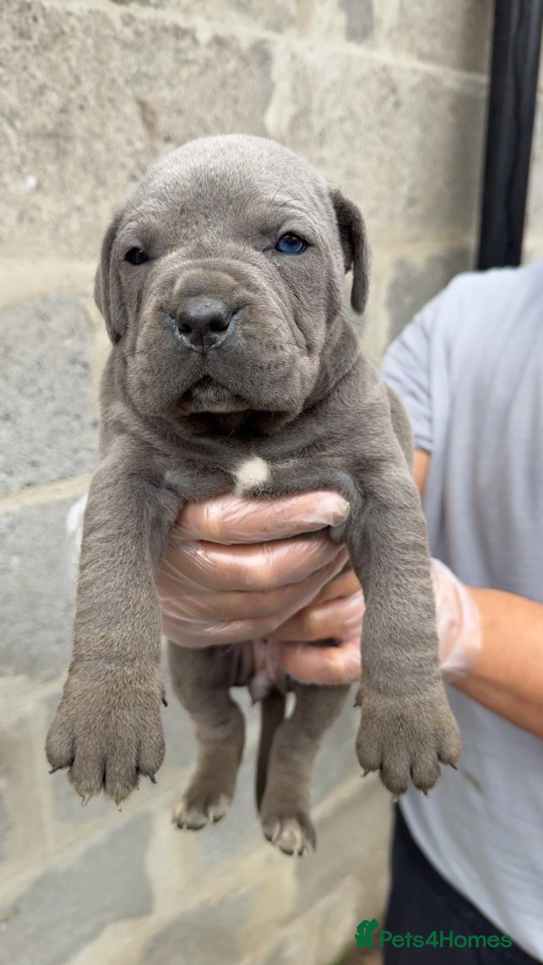Cane Corso dogs for sale: Top Quality Purebred 8 Blue Cane Corso Puppies  - Advert 13