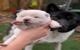 Akita dogs for sale: Akita Puppies - Advert 7