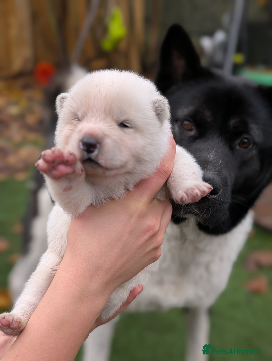 Akita dogs for sale: Akita Puppies - Advert 7