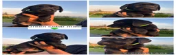Labrador Retriever dogs for sale: Stunning black Labrador pups for sale  - Advert 10