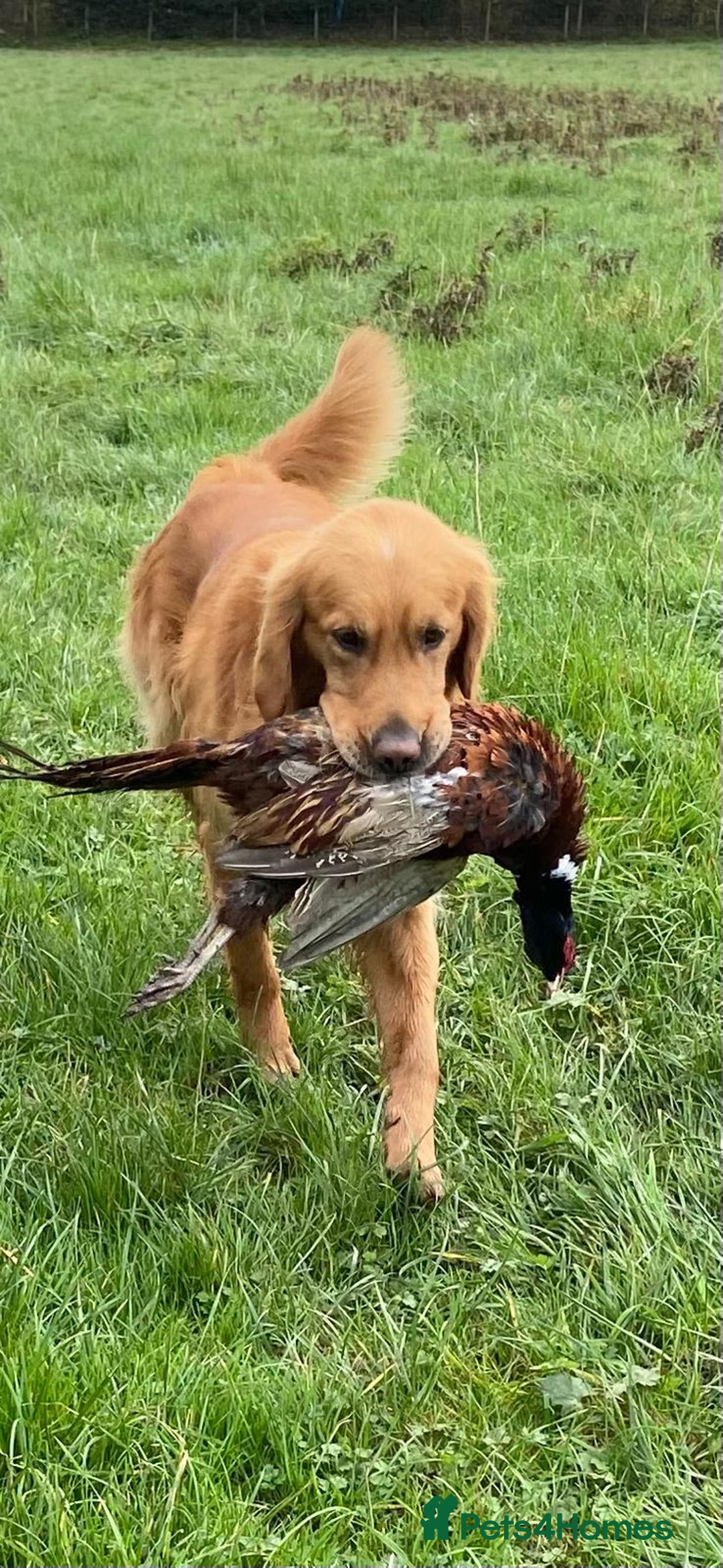 Golden Retriever dogs for sale: Fox Red Golden Retriever Puppies for sale - Image 4