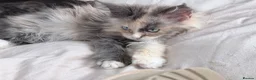 Maine Coon cats for sale: Maine coon TICA in Alton - Advert 2