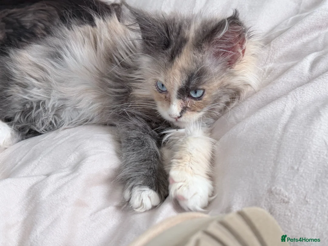 Maine Coon cats for sale: Maine coon TICA in Alton - Advert 2