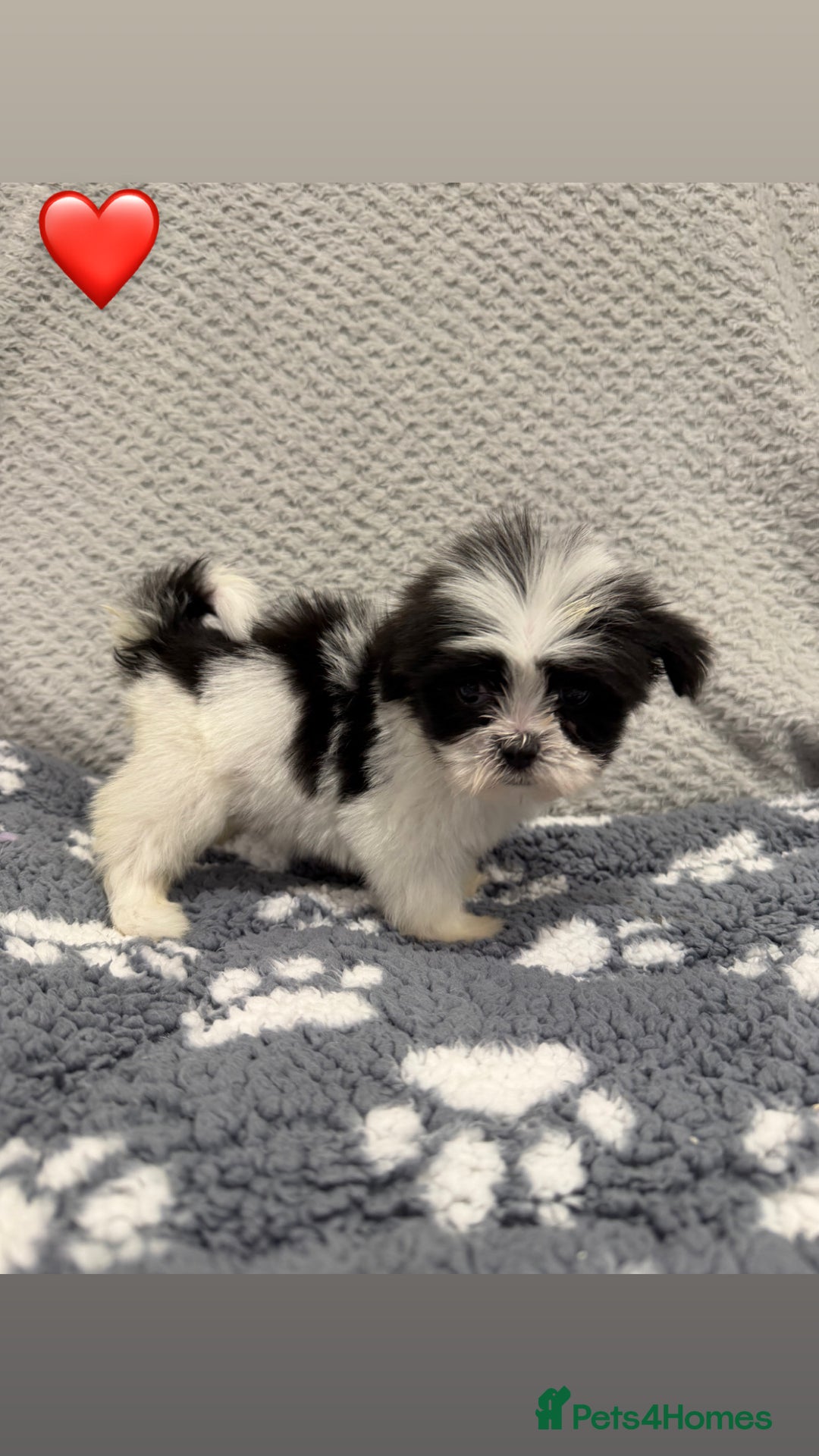 Lhasa Apso dogs for sale: Lhasa apso puppies 🐶 - Advert 5