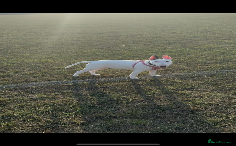 English Bull Terrier dogs - Advert 1